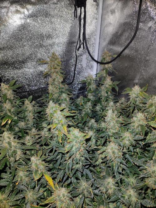 Frosted guava vs Lemon Cherry Gelato. Week 12