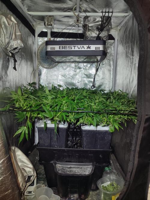 Hydro Aero French Eternity Grow Cup 2026. Week 7 - Jour 46