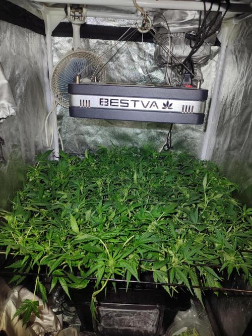 Hydro Aero French Eternity Grow Cup 2026. Week 7 - jour 46