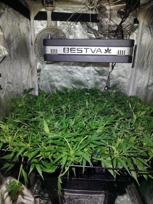 Hydro Aero French Eternity Grow Cup 2026. Week 7 - Jour 46