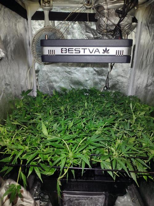 Hydro Aero French Eternity Grow Cup 2026. Week 7 - Jour 46
