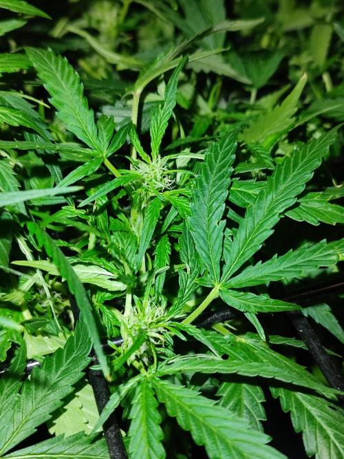 Hydro Aero French Eternity Grow Cup 2026. Week 7 - Jour 46