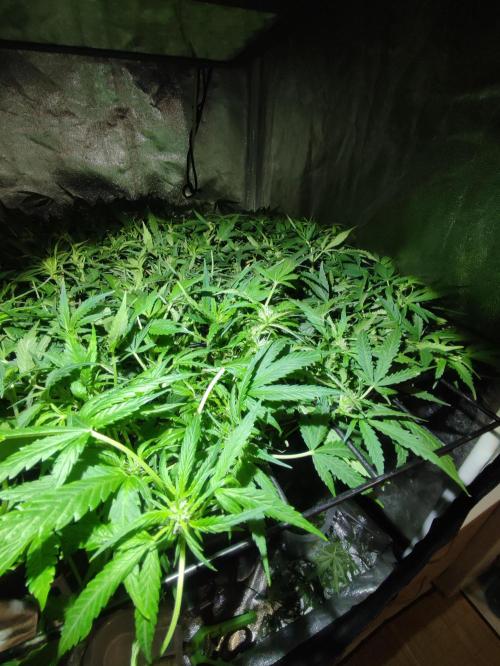 Hydro Aero French Eternity Grow Cup 2026. Week 7 - Jour 46