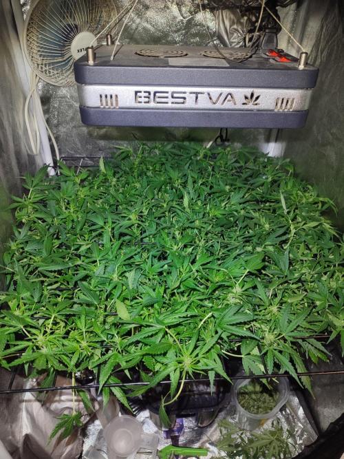 Hydro Aero French Eternity Grow Cup 2026. Week 7 - Jour 46