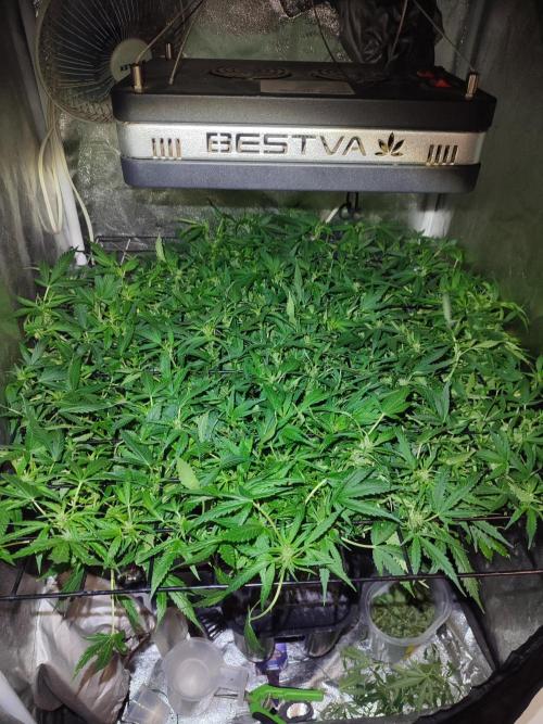 Hydro Aero French Eternity Grow Cup 2026. Week 7 - Jour 46