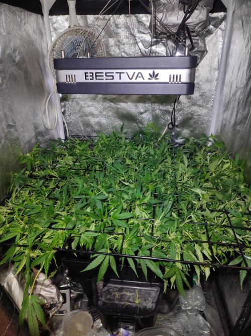 Hydro Aero French Eternity Grow Cup 2026. Week 7 - Jour 47