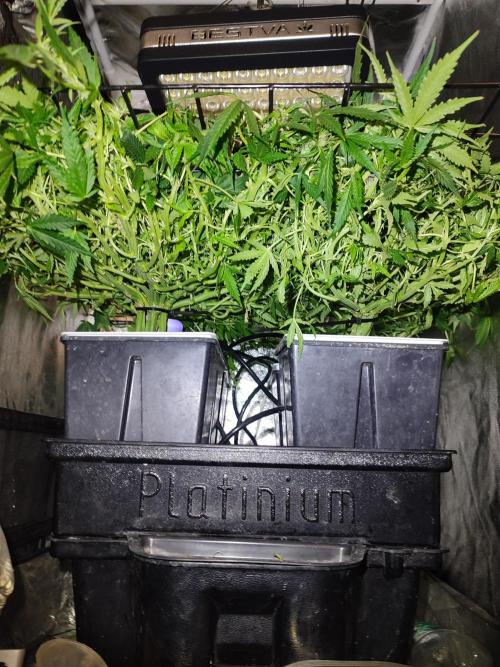 Hydro Aero French Eternity Grow Cup 2026. Week 7 - Jour 47