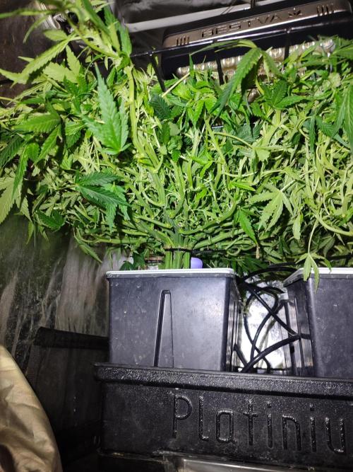 Hydro Aero French Eternity Grow Cup 2026. Week 7 - Bonjour 47