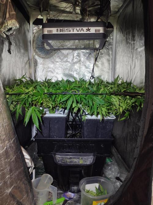Hydro Aero French Eternity Grow Cup 2026. Week 7 - Jour 47
