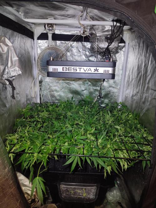 Hydro Aero French Eternity Grow Cup 2026. Week 7 - Jour 47