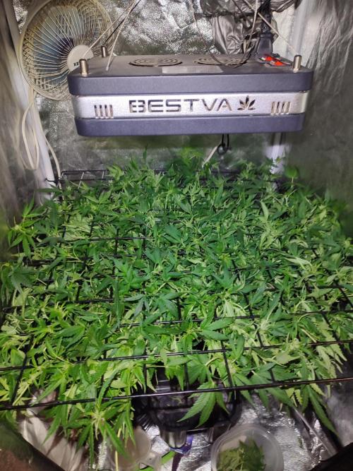 Hydro Aero French Eternity Grow Cup 2026. Week 7 - Jour 47