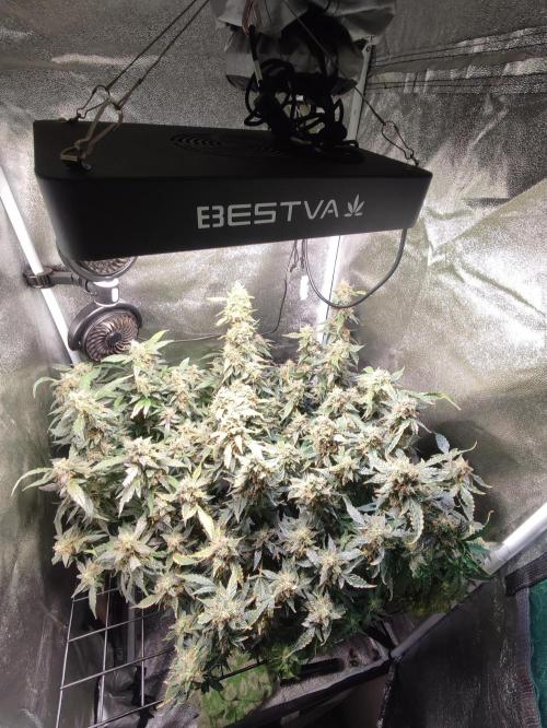 Frosted guava vs Lemon Cherry Gelato. Week 13