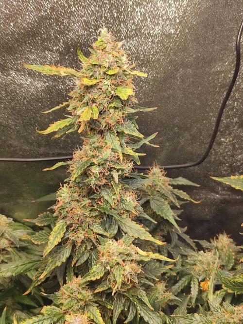 Frosted guava vs Lemon Cherry Gelato. Week 13