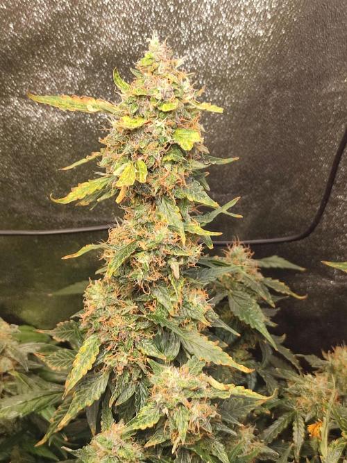 Frosted guava vs Lemon Cherry Gelato. Week 13