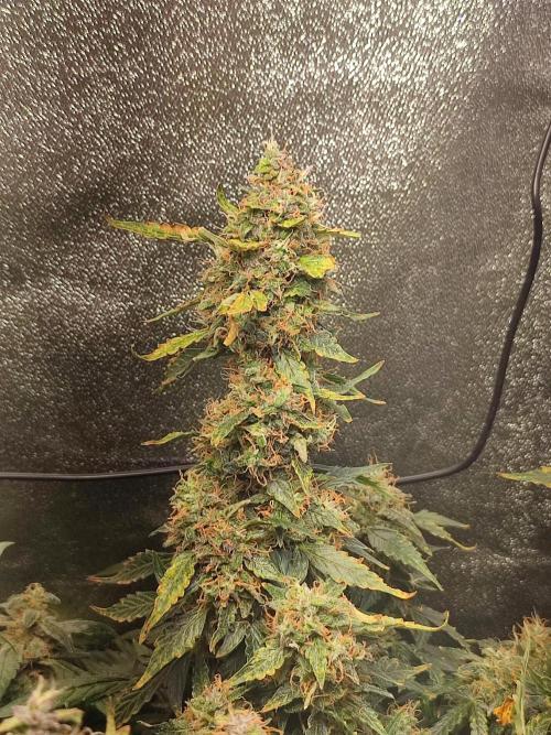 Frosted guava vs Lemon Cherry Gelato. Week 13
