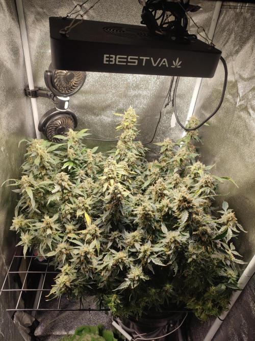 Frosted guava vs Lemon Cherry Gelato. Week 13