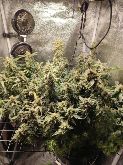 Frosted guava vs Lemon Cherry Gelato. Week 13
