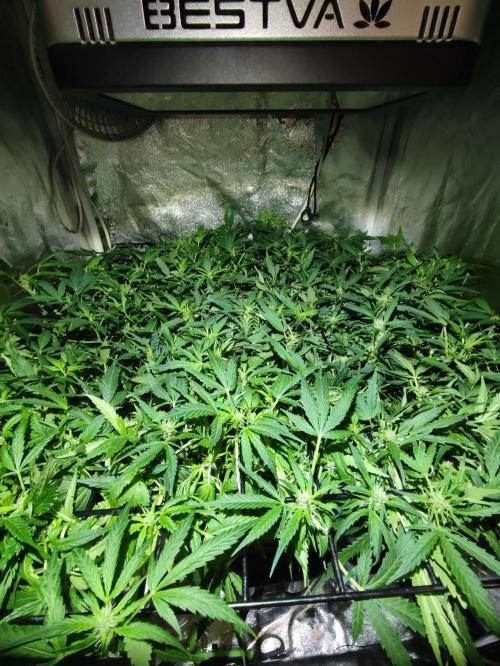 Hydro Aero French Eternity Grow Cup 2026. Week 7 - Jour 48