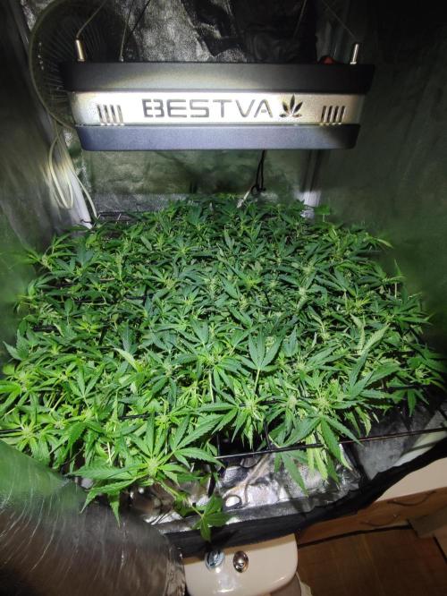 Hydro Aero French Eternity Grow Cup 2026. Week 7 - Jour 48