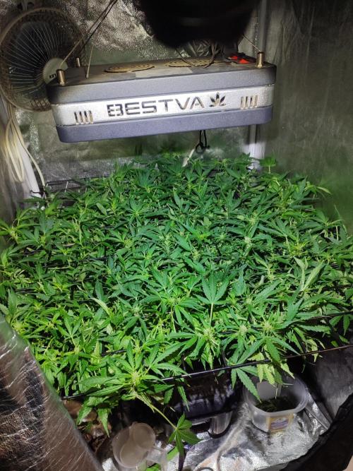 Hydro Aero French Eternity Grow Cup 2026. Week 7 - Jour 48
