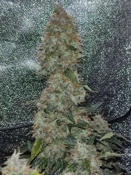 Frosted guava vs Lemon Cherry Gelato. Week 13