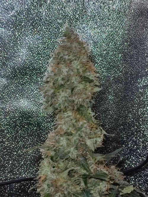 Frosted guava vs Lemon Cherry Gelato. Week 13