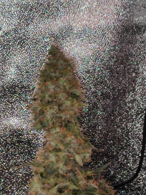 Frosted guava vs Lemon Cherry Gelato. Week 13