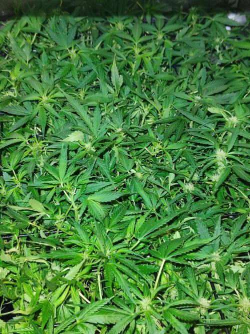 Hydro Aero French Eternity Grow Cup 2026. Week 6 - Jour 43