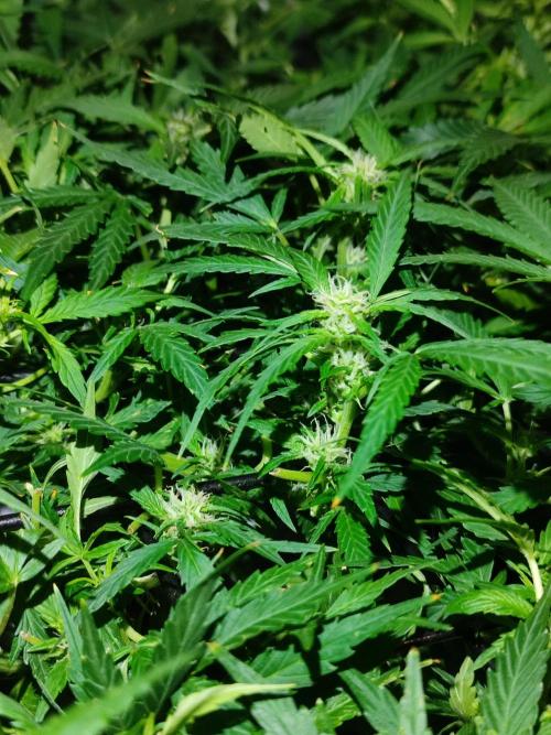 Hydro Aero French Eternity Grow Cup 2026. Week 6 - Jour 43