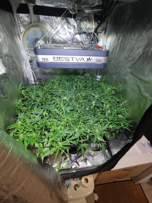 Hydro Aero French Eternity Grow Cup 2026. Week 6 - Jour 43