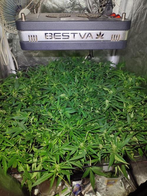 Hydro Aero French Eternity Grow Cup 2026. Week 6 - Jour 43
