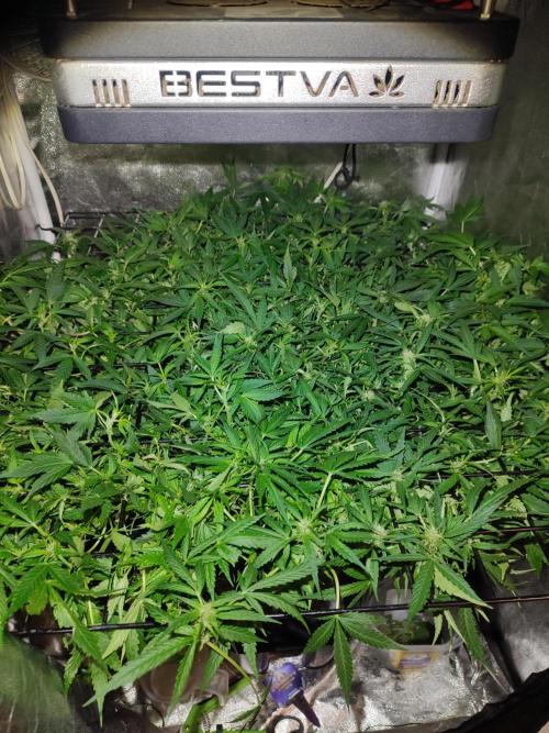 Hydro Aero French Eternity Grow Cup 2026. Week 6 - Jour 43