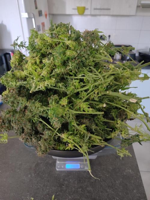Frosted guava vs Lemon Cherry Gelato. Week 14 - 792g