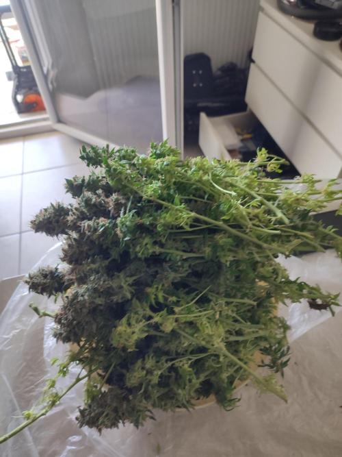 Frosted guava vs Lemon Cherry Gelato. Week 14