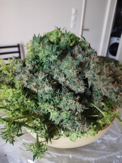 Frosted guava vs Lemon Cherry Gelato. Week 14