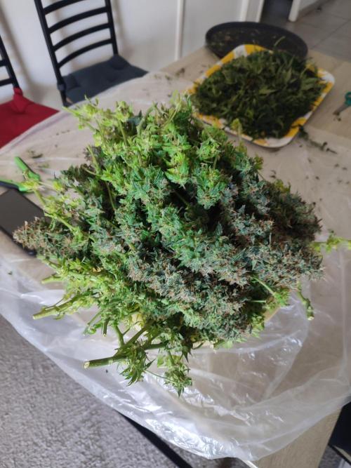 Frosted guava vs Lemon Cherry Gelato. Week 14