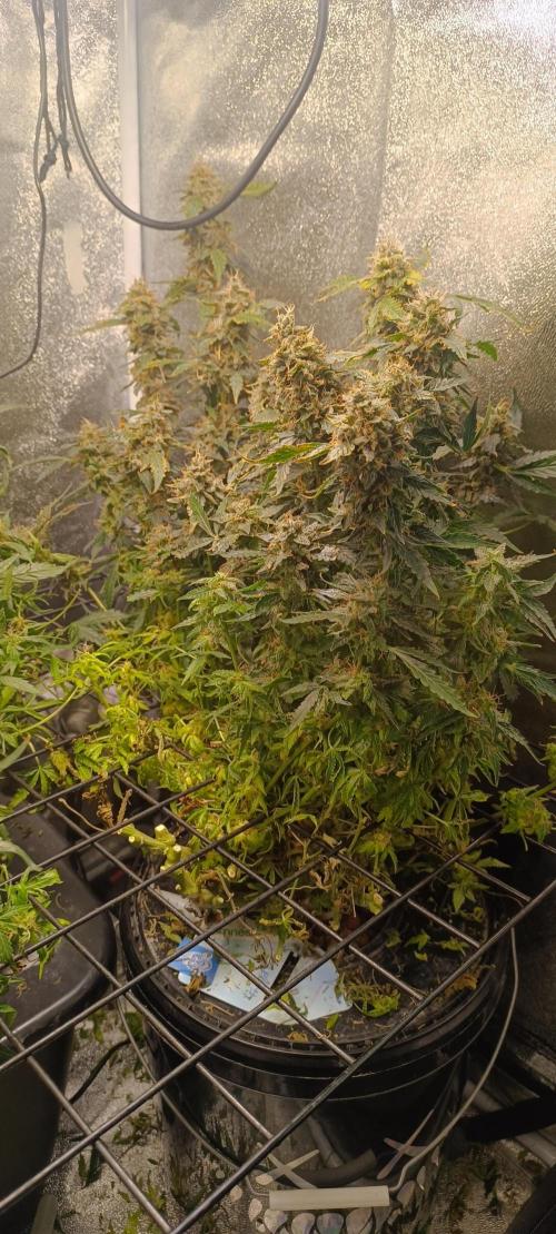 Frosted guava vs Lemon Cherry Gelato. Week 14