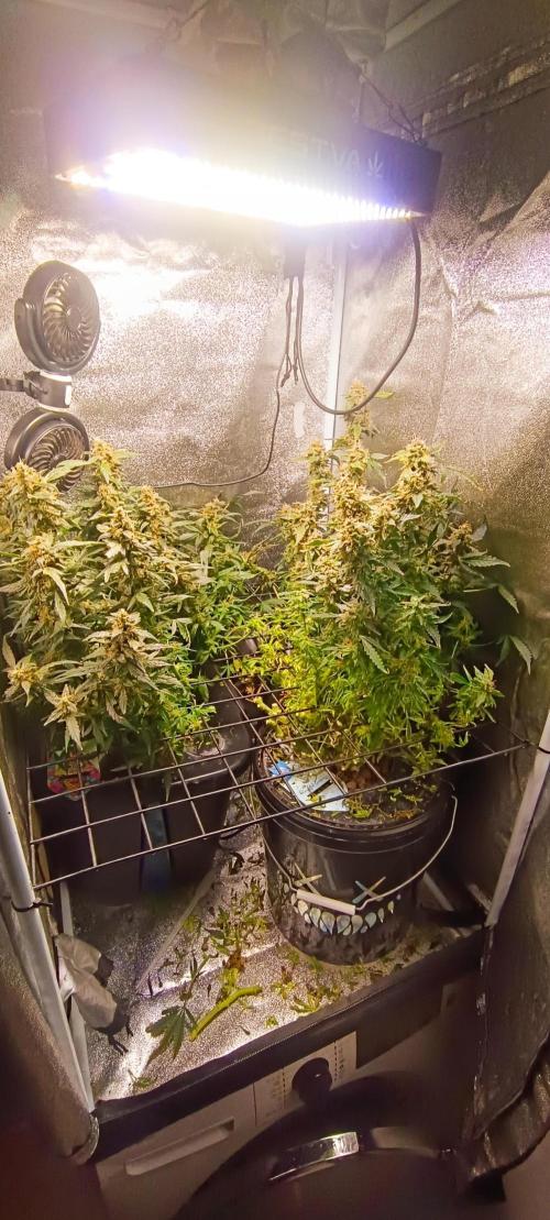 Frosted guava vs Lemon Cherry Gelato. Week 14