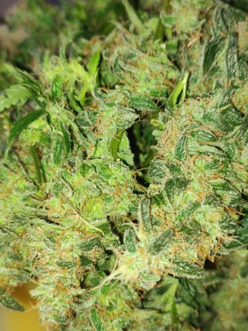 Frosted guava vs Lemon Cherry Gelato. Week 14