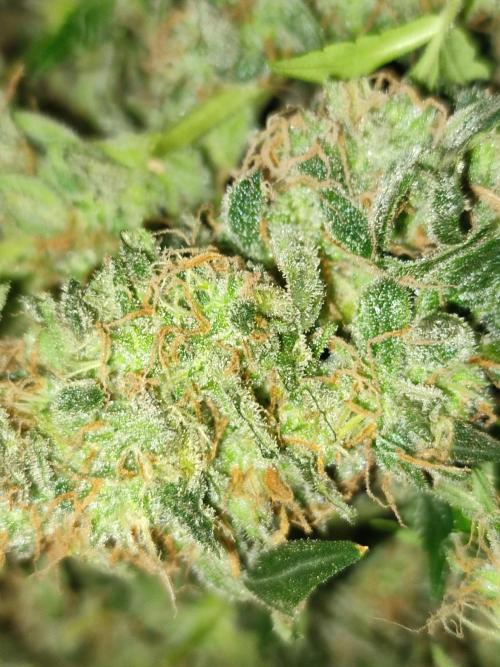 Frosted guava vs Lemon Cherry Gelato. Week 14