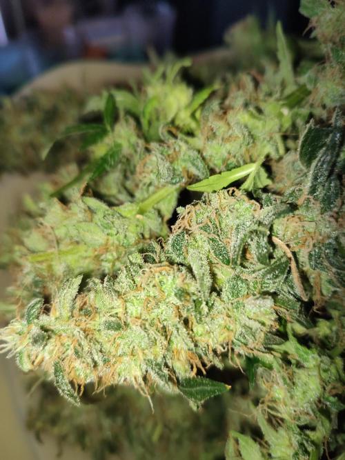 Frosted guava vs Lemon Cherry Gelato. Week 14