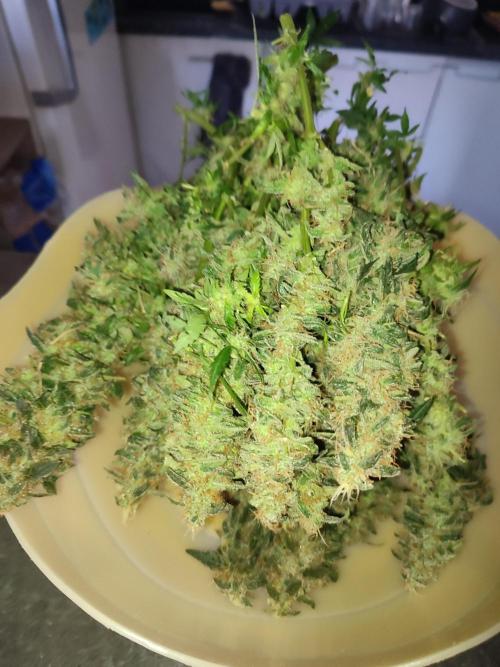 Frosted guava vs Lemon Cherry Gelato. Week 14
