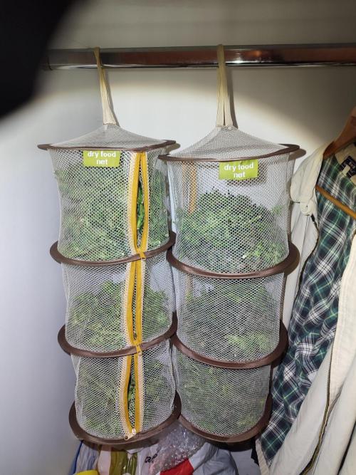 Frosted guava vs Lemon Cherry Gelato. Week 14