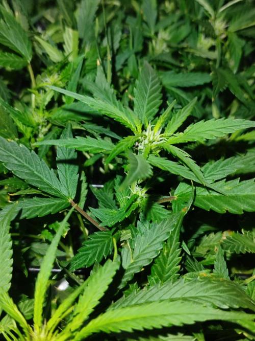 Hydro Aero French Eternity Grow Cup 2026. Week 8 - Jour 49