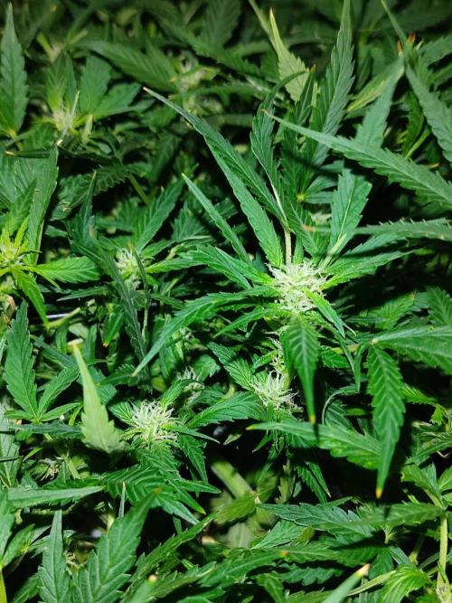 Hydro Aero French Eternity Grow Cup 2026. Week 8 - Jour 49