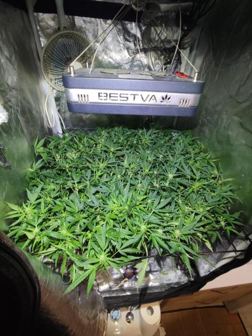 Hydro Aero French Eternity Grow Cup 2026. Week 8 - Jour 49