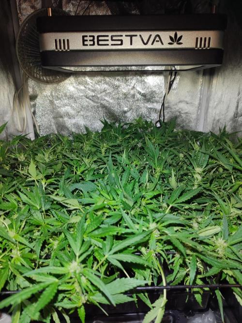 Hydro Aero French Eternity Grow Cup 2026. Week 8 - jour 49