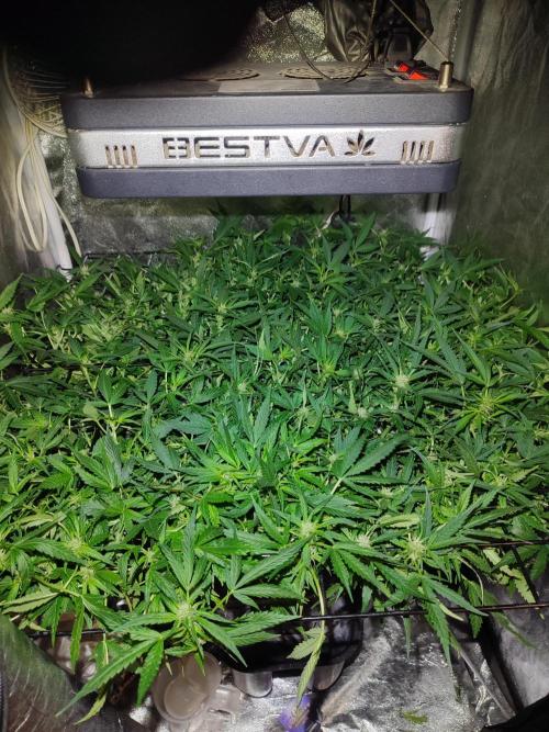 Hydro Aero French Eternity Grow Cup 2026. Week 8 - Jour 49