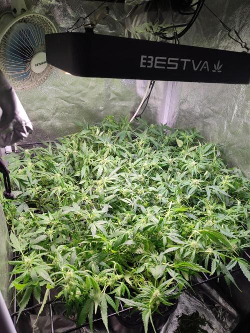Hydro Aero French Eternity Grow Cup 2026. Week 8 - Jour 50
