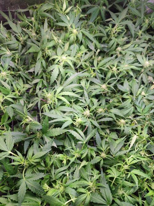 Hydro Aero French Eternity Grow Cup 2026. Week 8 - Jour 50